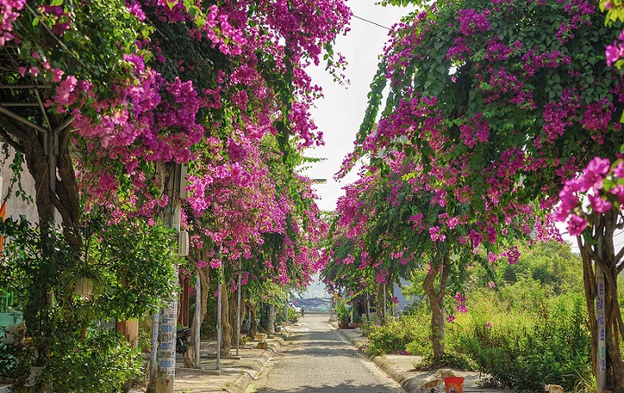 Rực rỡ cung đường hoa giấy giữa thành phố biển Nha Trang - Điểm đến mới thu hút giới trẻ